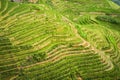 Beautiful Terraced rice fields Dragon`s Backbone in Longsheng near town of Guilin, Guangxi, China.