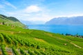 Beautiful terraced vineyards on slopes of Lake Geneva. Switzerland photographed in late summer. View from village Riex. Lavaux Royalty Free Stock Photo