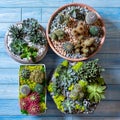 Beautiful terrariums side by side Royalty Free Stock Photo