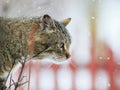 Beautiful terrible homeless cat during a spring snowfall Royalty Free Stock Photo