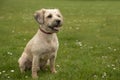 Beautiful terrier mixed breed puppy sitting in outdoor park