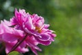 Beautiful terry bright pink pion flower and little ant