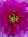 Beautiful terry multi-petalled flower of tree-like peony close-up