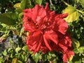 Terry Red Hibiscus Flower closeup lat.- Hibiscus Royalty Free Stock Photo