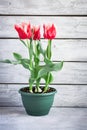 Beautiful terry tulips grown at home in a pot