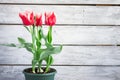 Beautiful terry tulips grown at home in a pot, copy space