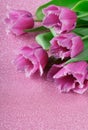 Beautiful terry tulips on pink sparkling background