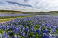 Beautiful Texas bluebonnet field at Muleshoe Bend Recreation Are Royalty Free Stock Photo