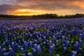 Beautiful Texas bluebonnet field in at Muleshoe Bend Recreation