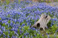 Beautiful Texas Bluebonnets and Stump