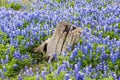 Beautiful Texas Bluebonnets and Stump.