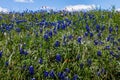 A Beautiful Texas Roadside Full of Bluebonnets and a few Indian Paintbrush Wildflowers.