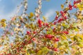 Beautiful Texas Winterberry Ilex Decidua red fruits on tree branches on sunny fall day Royalty Free Stock Photo