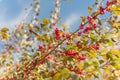 Beautiful Texas Winterberry Ilex Decidua red fruits on tree branches on sunny fall day