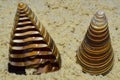 Beautiful textural seashell lying on the sand