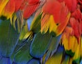 Beautiful texture of bird feathers Scarlet Macaw parrot bird, gr Royalty Free Stock Photo