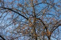 Beautiful texture of branches of wild apple tree with bright yellow apples is on the blu sky background in autumn