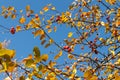 Beautiful texture of branches of wild apple tree with bright yellow and red apples is on the blu sky background in autumn