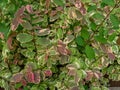 A Beautiful Texture of Breynia Disticha Leaves