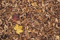 Carpet of brown leaves a very nice texture