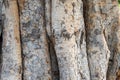 Beautiful texture and color of the bark on the trunk of an old ficus religiosa aka bodhi tree or sacred fig