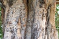 Beautiful texture and color of the bark on the trunk of an old ficus religiosa aka bodhi tree or sacred fig