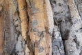 Beautiful texture and color of the bark on the trunk of an old ficus religiosa aka bodhi tree or sacred fig