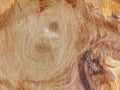 Beautiful texture of freshly cut tree stump. View from above Royalty Free Stock Photo