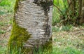 Beautiful texture of gray tree bark. Close-up of interesting bark of tree growing in Arboretum Park Southern Cultures Royalty Free Stock Photo