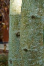 Beautiful texture of green - gray tree bark of Magnolia kobus (Kobushi).