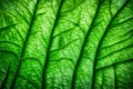 The beautiful texture of green maple leaf, Royalty Free Stock Photo