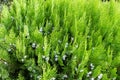 Beautiful texture of light Green branches of thuja bushes with cones