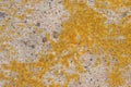 Colorful Lichen Grows on Concrete