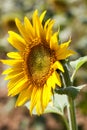 Beautiful texture of male-female sunflower Royalty Free Stock Photo