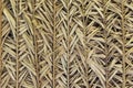 Beautiful texture of natural straw for various backgrounds Royalty Free Stock Photo