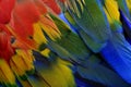 Beautiful texture of Scarlet macaw parrot bird feathers with shade of blue green yellow and bright red, fascinated nature Royalty Free Stock Photo