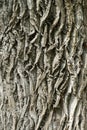 Beautiful texture of the surface of the bark of a tree in the park. Interes ting relief.