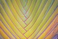 Beautiful Texture of Traveller's tree trunk (Ravenala madagascariensis Sonn). Close up texture and pattern detail of banana fan t Royalty Free Stock Photo
