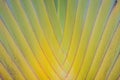 Beautiful Texture of Traveller's tree trunk (Ravenala madagascariensis Sonn). Close up texture and pattern detail of banana fan t Royalty Free Stock Photo