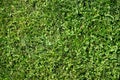 Beautiful texture of a well-groomed, neatly trimmed green lawn on a clear sunny day in summer