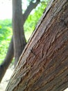 Beautiful texture wooden Background and Close up of the brown bark on the trunk of a gum tree in a forest. Royalty Free Stock Photo