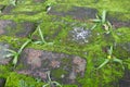 beautiful textured background of cobblestone pavement with moss plant cover Royalty Free Stock Photo