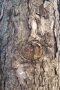 Detailed image of the bark of a pine tree Royalty Free Stock Photo