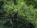 Branches of evergreen cypress. Background coniferous image.