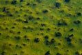 Color Shallow Waters of Yellowstone Royalty Free Stock Photo