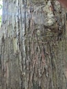 Beautiful textured teak tree bark