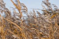 Beautiful textures of colorful reeds growing in water. Royalty Free Stock Photo