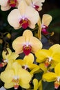 Beautiful Thai exotic unusual orchid flowers close-up