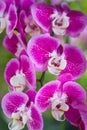 Beautiful Thai exotic unusual orchid flowers close-up