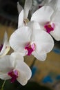 Beautiful Thai exotic unusual orchid flowers close-up